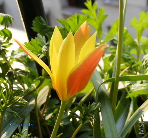 Tulip clusiana Tubergen's Gem 1.jpg