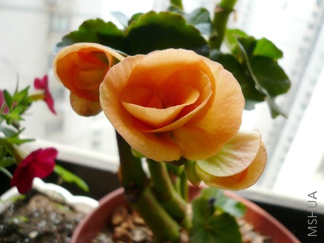 �����ĵĵڶ���