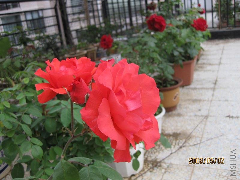 IMG_0431-ss.JPG