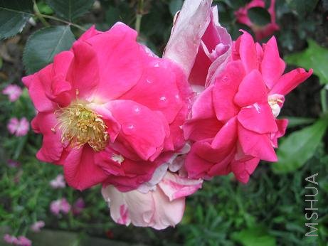 ���Һ죬����ɫ���ɾ������¶��չ��ڴ����¼�԰