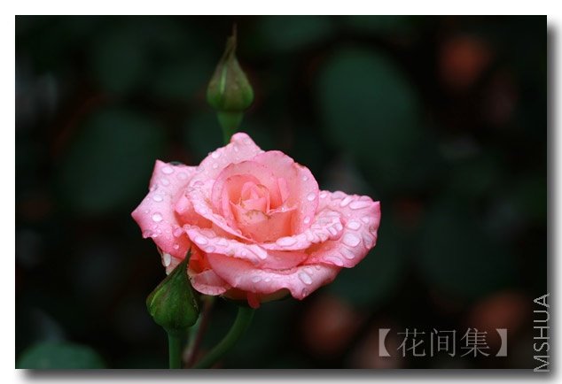 IMG_3104 ����.jpg