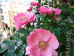 IMG_0327.JPG