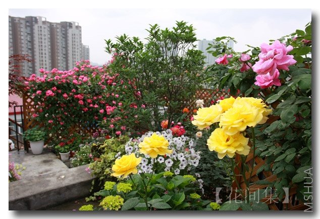 IMG_3131 ����.jpg