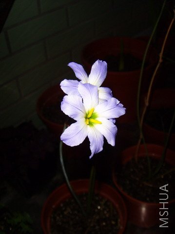 ���� SSL25516.jpg