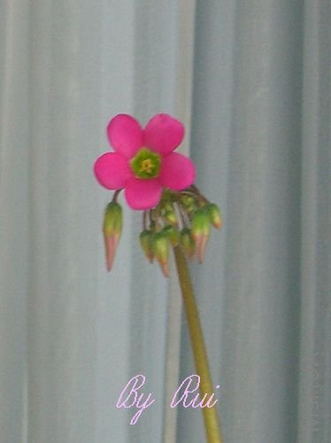 Oxalis lasiandra-2.jpg