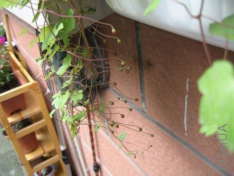 С���ӱ����С��