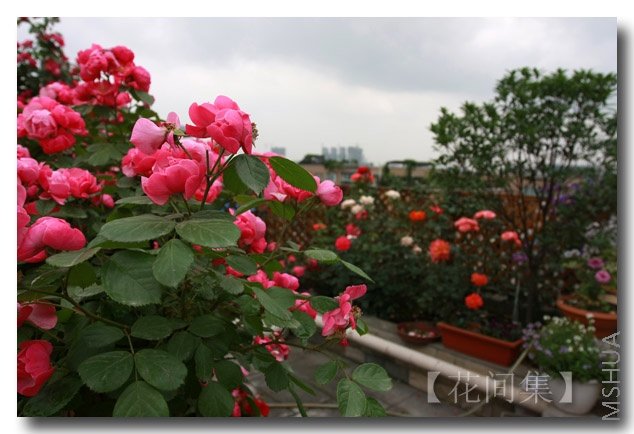 IMG_3136 ����.jpg