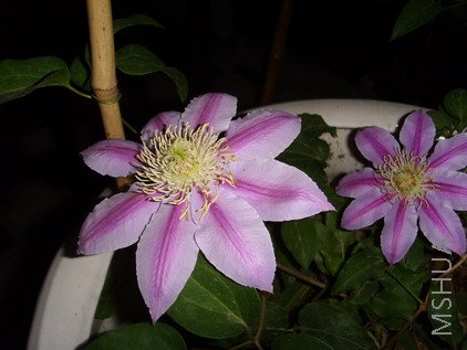 ���� SSL25499.jpg