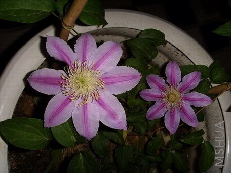 ���� SSL25488.jpg