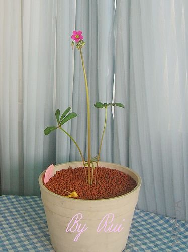 Oxalis lasiandra-3.jpg