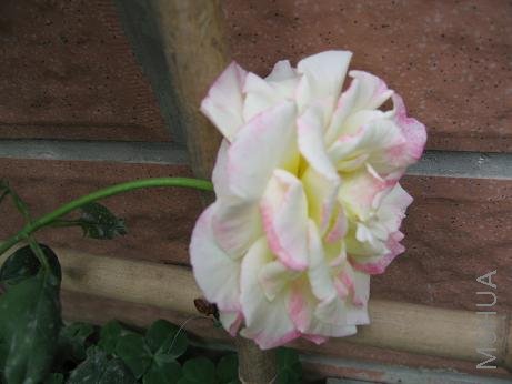 ��˫ϲ��ǽ�����Ŀ���