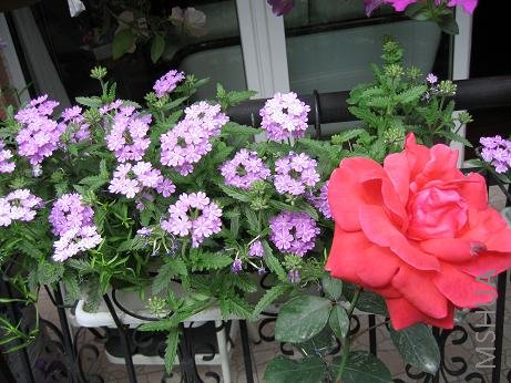 ��ʮ�����Ů������ǰ�Ե�΢�����