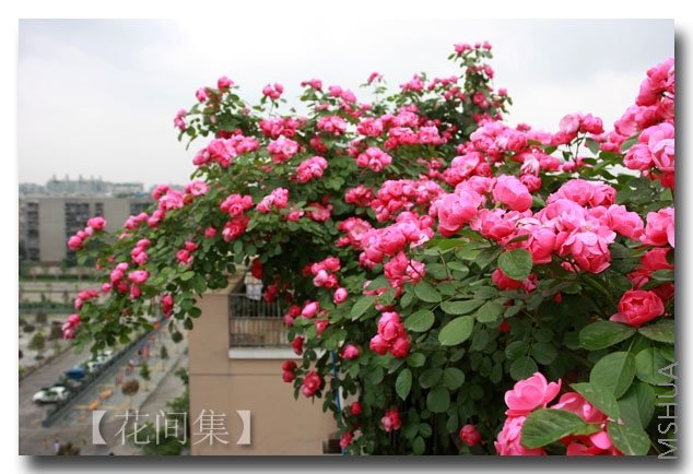 IMG_3137 ����.jpg