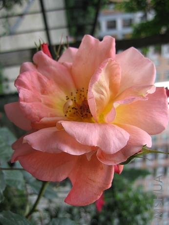 ������أ����¶��չ��ڴ����¼�԰