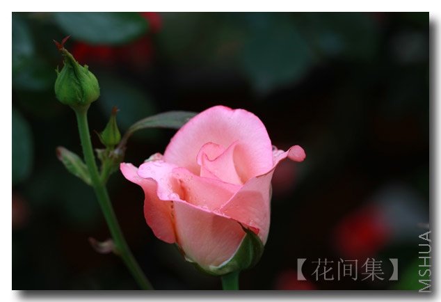 IMG_3106 ����.jpg