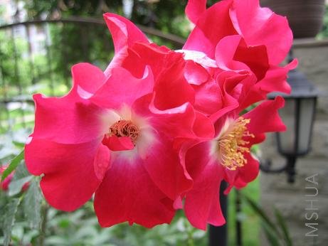 ���¶��պ��ڶ໨���ڴ����¼�԰��Ķ����ɵ�