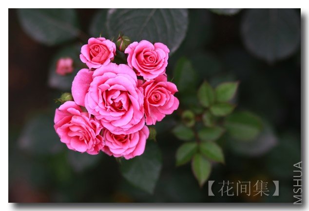 IMG_3082 ����.jpg