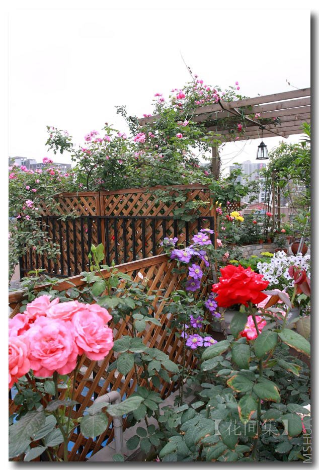 IMG_3133 ����.jpg