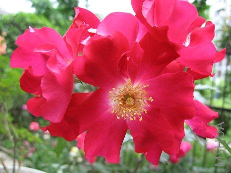 �����ɵ�