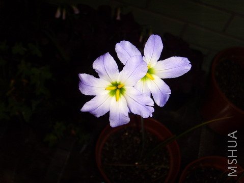 ���� SSL25501.jpg