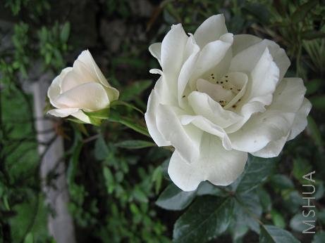 ��ɽ�����¶��չ��ڴ����¼�԰