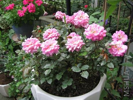 ���꿪���ˣ����Ǻ�������ʱ��ÿ�