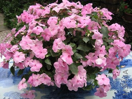 �Ƿ�Ҳ���˰���