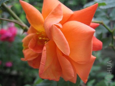 ������ظտ���ʱ��ɫҪ��һЩ