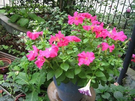 ���ɫ��ţ������