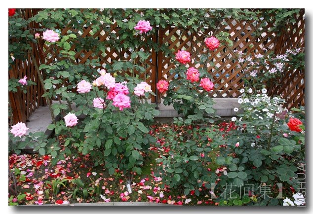 IMG_3130 ����.jpg