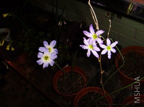 ���� SSL25530.jpg