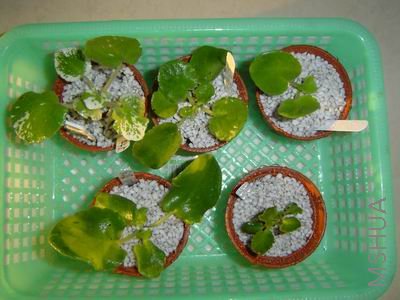 ������С DSC01705.JPG