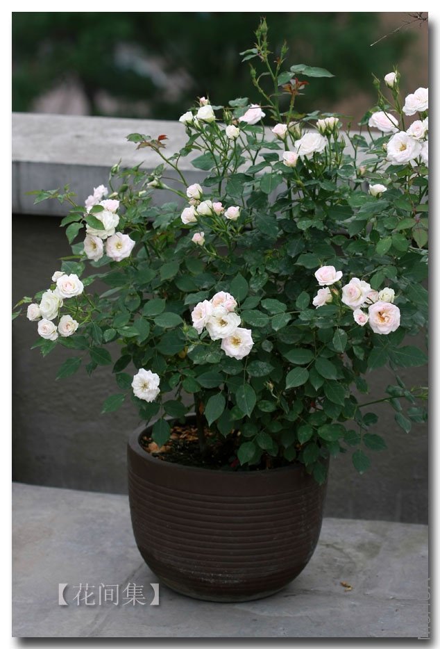 IMG_3192 ����.jpg