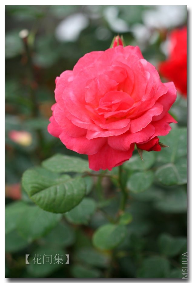 IMG_1528 ����.jpg