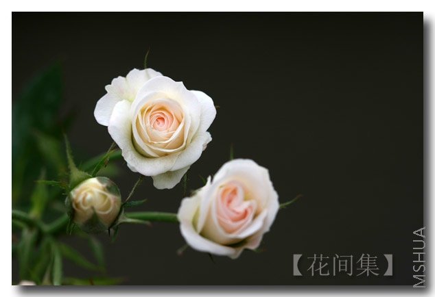 IMG_3188 ����.jpg