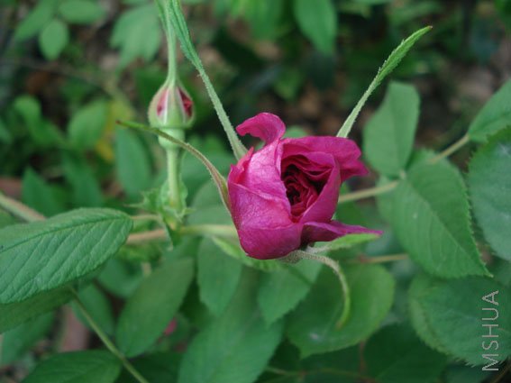 DSC04929.JPG