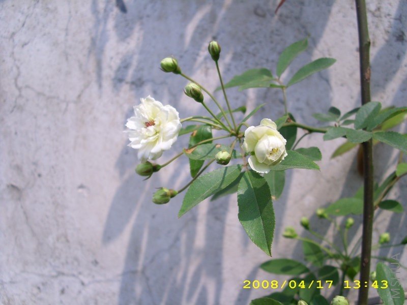 ��Ƭ 005.jpg