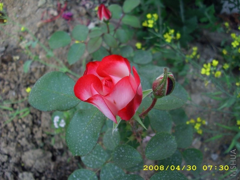 ��˶�4 0399.JPG
