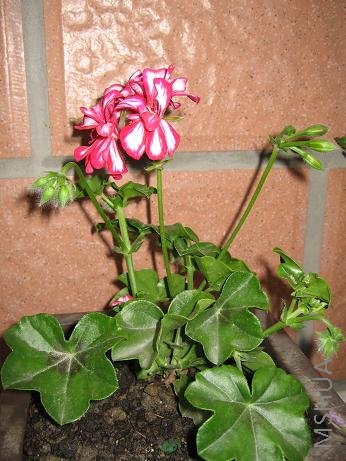 ���¶��գ����ø��ҵ����죬��Ư����