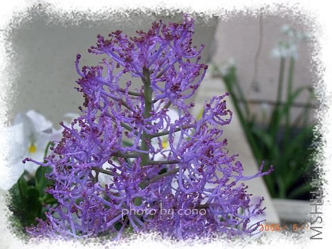 2008-05-04 230_nEO_IMG.jpg