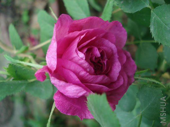 DSC05033.JPG
