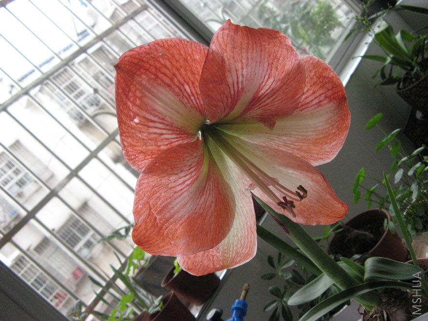 ��Ӧ����ƻ����