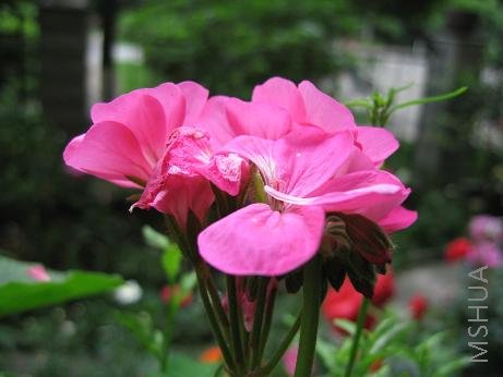 �����Һ�ɫ���������