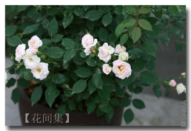 IMG_3182 ����.jpg