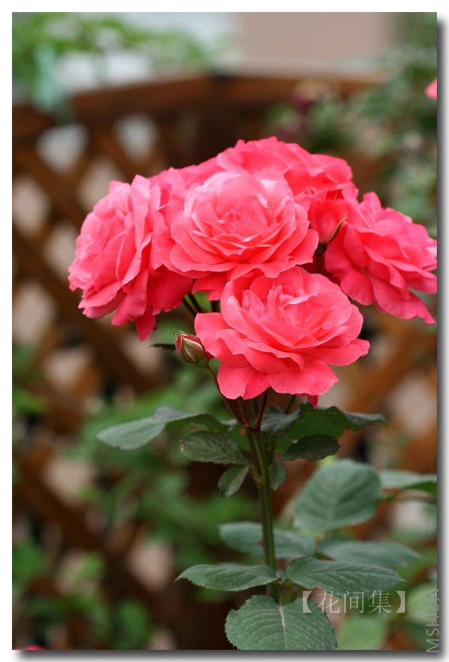 IMG_1522 ����.jpg