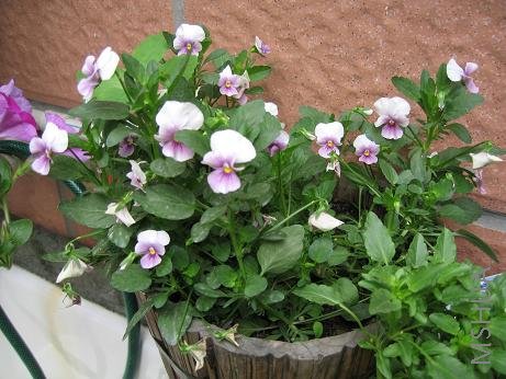 �ϴκ��ø��ҵĽ�����������ɫ��ÿ�