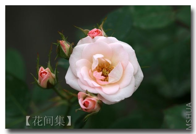 IMG_3189 ����.jpg