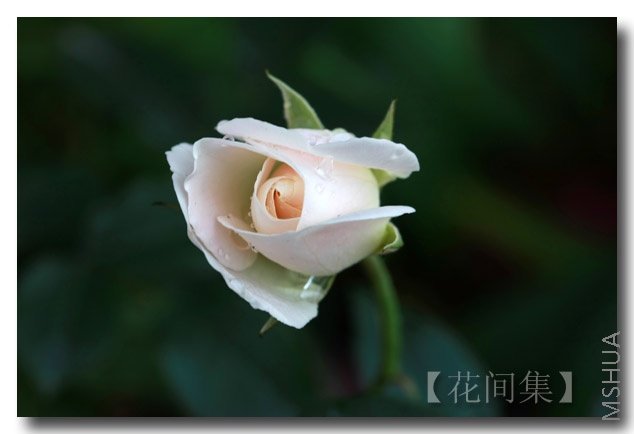 IMG_3121 ����.jpg