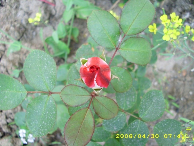 ��˶�2 0412.JPG