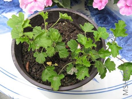 ���¶��գ����ϸ���С�죬��֪����ʲô��ɫ